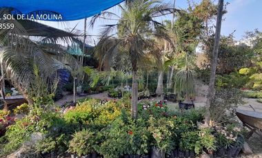 Terrenos Residenciales Venta AV. La Molina Este  - LA MOLINA