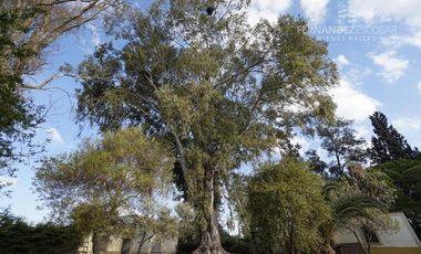 FERNANDEZ POEPPEL Vende Quinta 1,8 Ha. Coquimbito Maipu