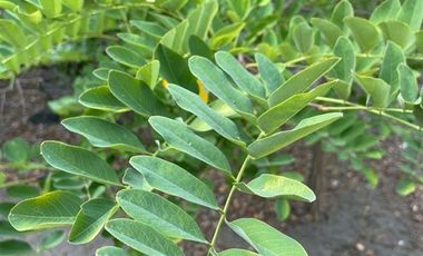 Agrícola en Venta en Bajos del rio Longavi