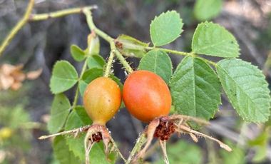 Agrícola en Venta en Bajos del rio Longavi