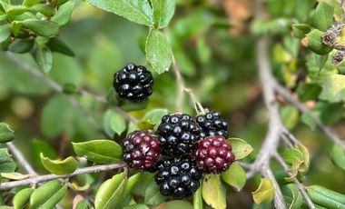 Agrícola en Venta en Bajos del rio Longavi