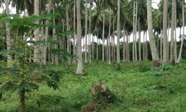 Sacrifice Sale Coconut Plantation in Aurora Baler