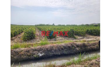 Terreno Agricola En Produccion De Uva En La Zona De Cuiva, Valle De Cañete– Agua Todo El Año