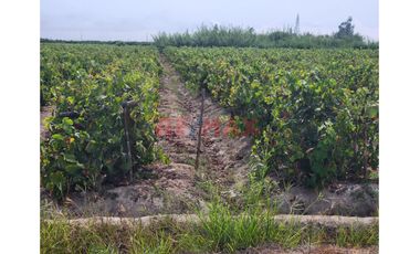 Terreno Agricola En Produccion De Uva En La Zona De Cuiva, Valle De Cañete– Agua Todo El Año