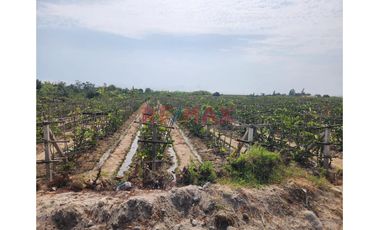 Terreno Agricola En Produccion De Uva En La Zona De Cuiva, Valle De Cañete– Agua Todo El Año