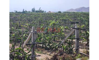 Terreno Agricola En Produccion De Uva En La Zona De Cuiva, Valle De Cañete– Agua Todo El Año