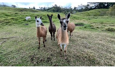 VENTA DE FINCA EN FILANDIA, QUINDO, COLOMBIA