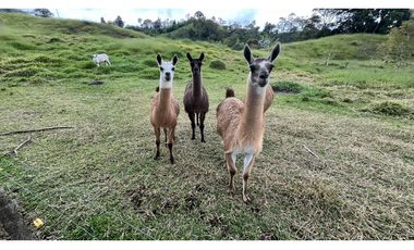 VENTA DE FINCA EN FILANDIA, QUINDO, COLOMBIA