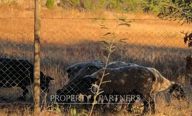 Cauquenes, campo ideal para viñedos