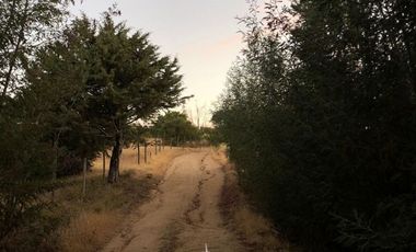 Cauquenes, campo ideal para viñedos