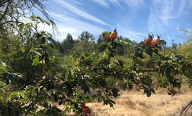 Cauquenes, campo ideal para viñedos