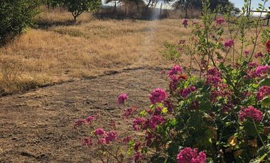 Cauquenes, campo ideal para viñedos