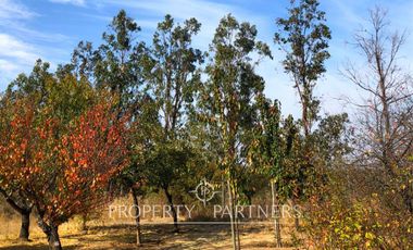 Cauquenes, campo ideal para viñedos