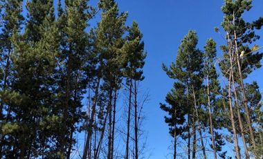 Cauquenes, campo ideal para viñedos