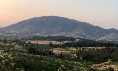 Cauquenes, campo ideal para viñedos