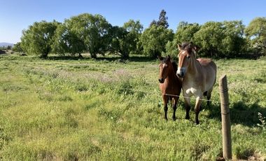 VENTA DE PARCELAS DE TERRENO EN SÉPTIMA REGIÓN DE CHILE