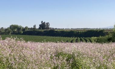 VENTA DE PARCELAS DE TERRENO EN SÉPTIMA REGIÓN DE CHILE