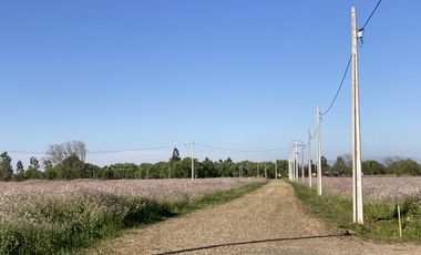 VENTA DE PARCELAS DE TERRENO EN SÉPTIMA REGIÓN DE CHILE