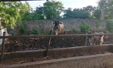 Rancho de 170 has en venta, Calotmul, Yuc., Buena Ubicación.