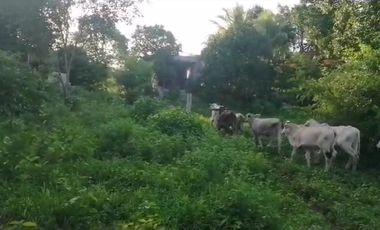 Rancho de 170 has en venta, Calotmul, Yuc., Buena Ubicación.