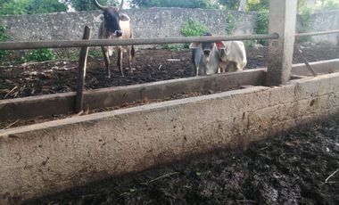 Rancho de 170 has en venta, Calotmul, Yuc., Buena Ubicación.