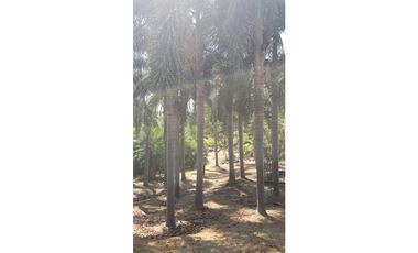 TERRENO COMERCIAL-RESIDENCIAL 4.5 HECTAREAS CARRETERA PANAMERICANA