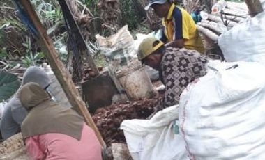 Jual Tanah Perkebunan Siap Panen Luas Daerah Wonosalam