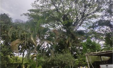 FINCA  SAN RAFAEL CAUCA