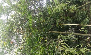 FINCA  SAN RAFAEL CAUCA