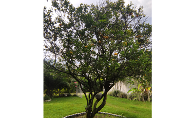 FINCA  SAN RAFAEL CAUCA