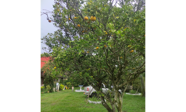FINCA  SAN RAFAEL CAUCA