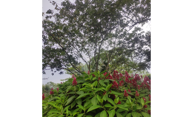 FINCA  SAN RAFAEL CAUCA