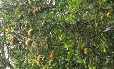 FINCA  SAN RAFAEL CAUCA