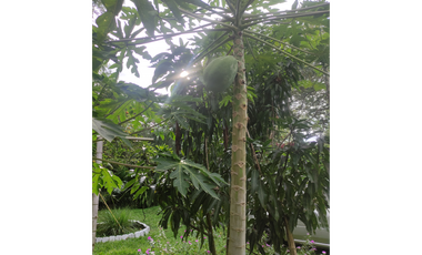 FINCA  SAN RAFAEL CAUCA