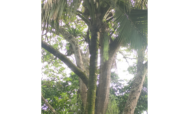 FINCA  SAN RAFAEL CAUCA