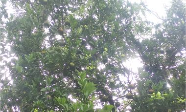FINCA  SAN RAFAEL CAUCA
