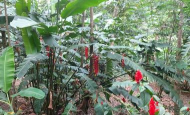 A un paso de Tarapoto, pero inmerso en la tranquilidad de la naturaleza, 1.36 hectáreas a pie de carretera.