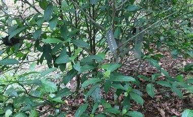 A un paso de Tarapoto, pero inmerso en la tranquilidad de la naturaleza, 1.36 hectáreas a pie de carretera.