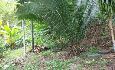 A un paso de Tarapoto, pero inmerso en la tranquilidad de la naturaleza, 1.36 hectáreas a pie de carretera.