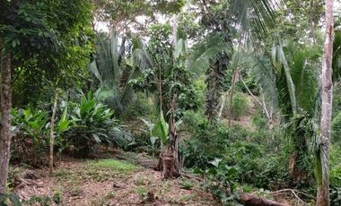 A un paso de Tarapoto, pero inmerso en la tranquilidad de la naturaleza, 1.36 hectáreas a pie de carretera.