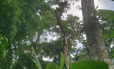 A un paso de Tarapoto, pero inmerso en la tranquilidad de la naturaleza, 1.36 hectáreas a pie de carretera.
