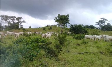 Venta de finca ideal para reforestación en Mariato/Torio/Sona GTA