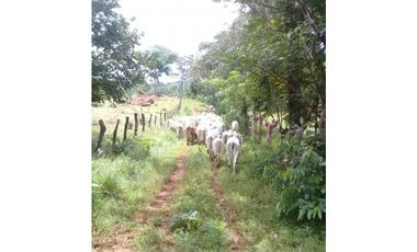 Venta de finca ideal para reforestación en Mariato/Torio/Sona GTA
