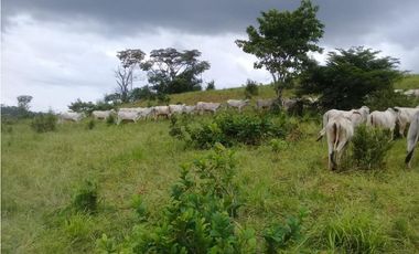 Venta de finca ideal para reforestación en Mariato/Torio/Sona GTA