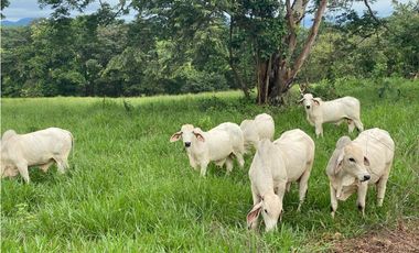 Venta de finca ideal para reforestación en Mariato/Torio/Sona GTA