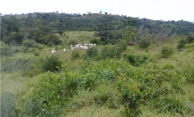 Venta de finca ideal para reforestación en Mariato/Torio/Sona GTA