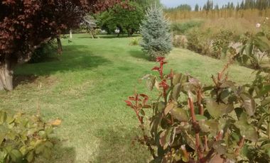 Oportunidad. Chacra en producción con vivienda POMONA   U$s 9500 la hectárea