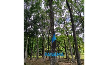 Se Vende Finca Agropecuaria 12.85Ha USD1,285,493Chame