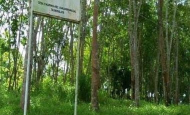Rubber plantation land for sale in Tasikmalaya
