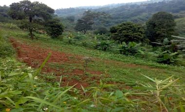 Tanah Cocok Untuk Villa di Lembang Kondisi Kebun Produktif